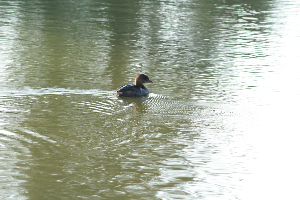 Pied-billed Grebe - ML644291978