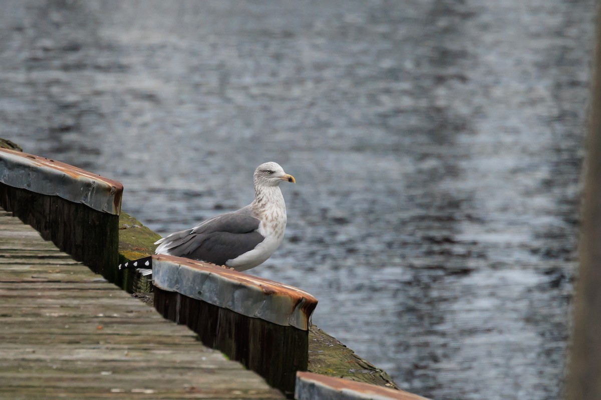 Lesser Black-backed Gull - ML644291980