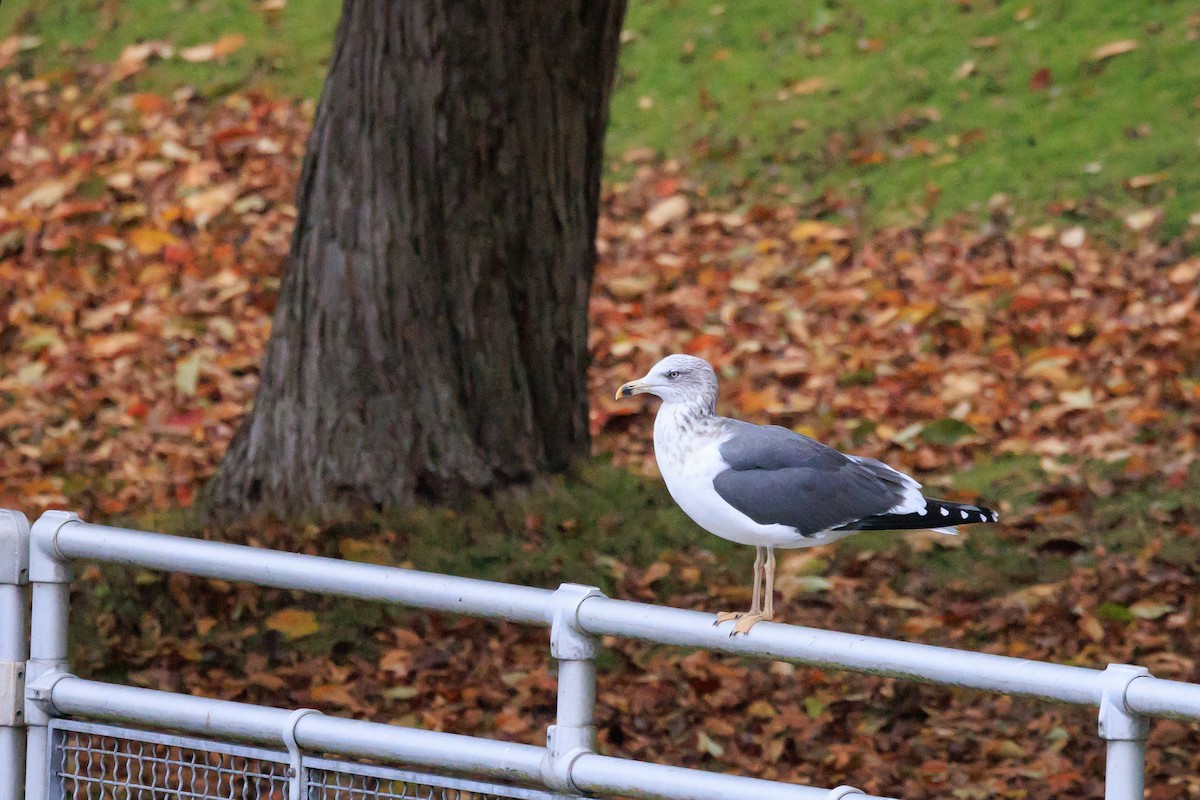 Lesser Black-backed Gull - ML644291981
