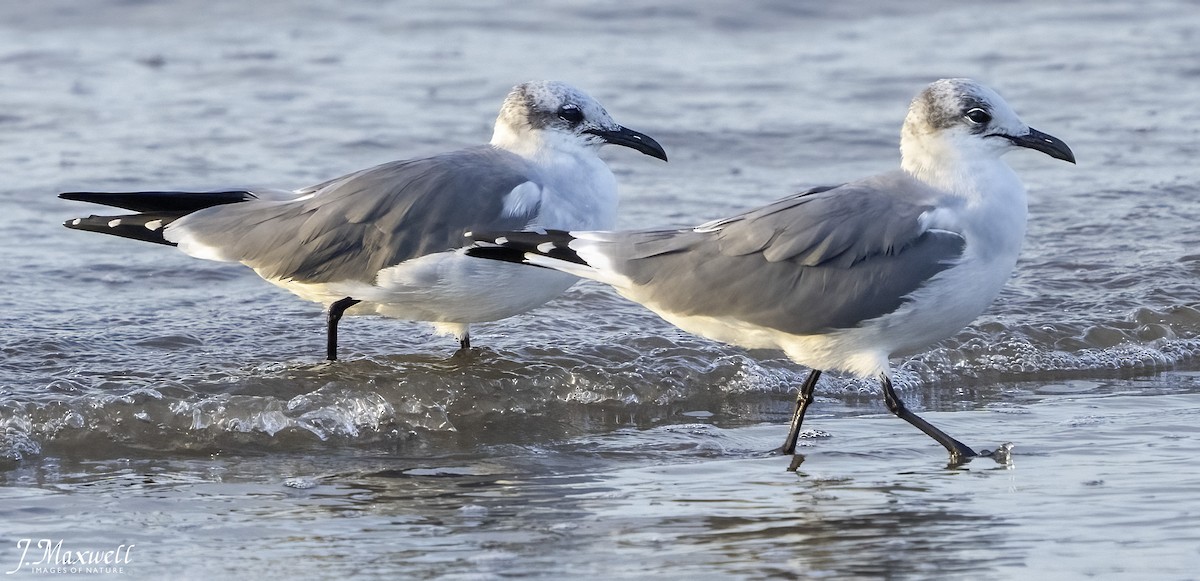 lattermåke - ML644291991