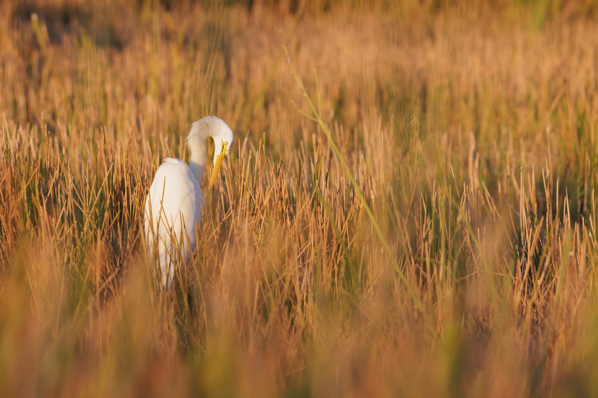 Great Egret - ML644292031