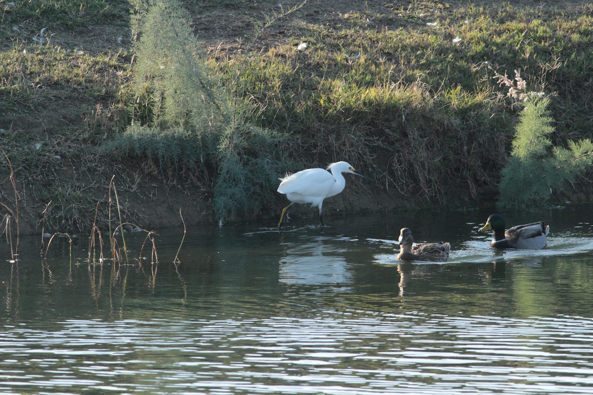 Snowy Egret - ML644292035