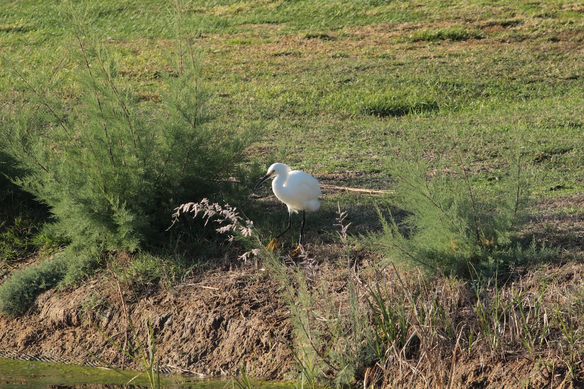 Snowy Egret - ML644292036