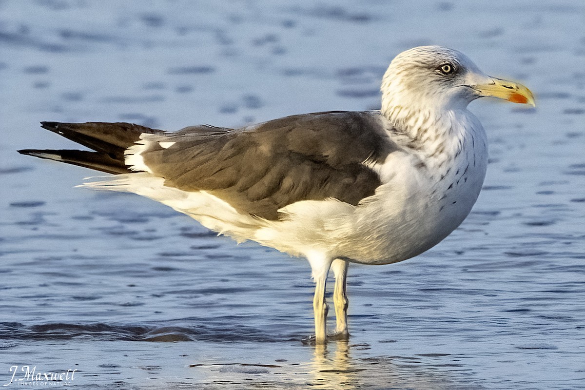 sildemåke - ML644292047