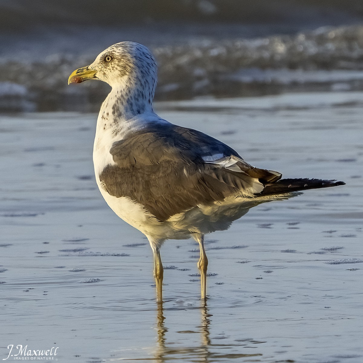 sildemåke - ML644292048