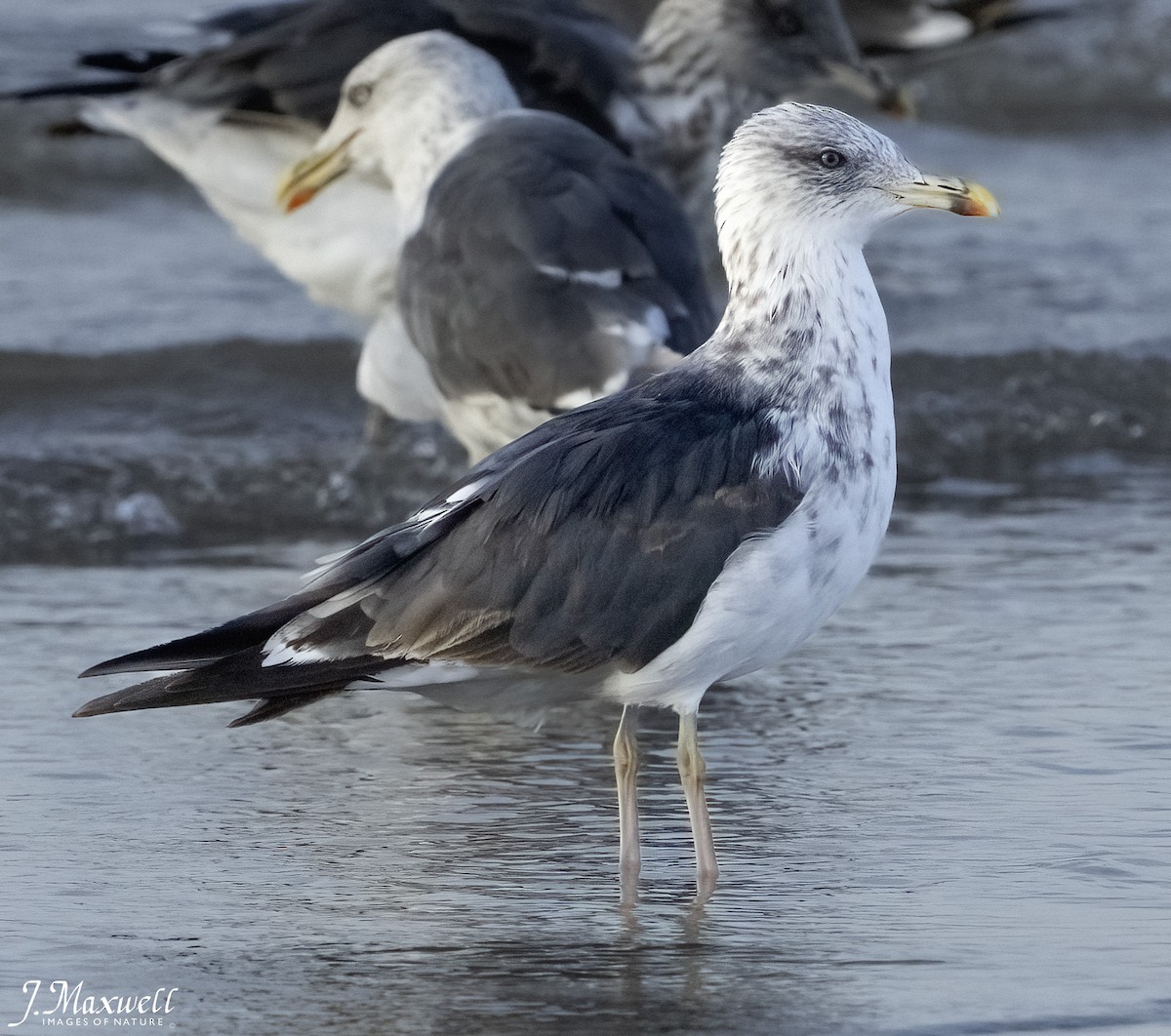 sildemåke - ML644292049