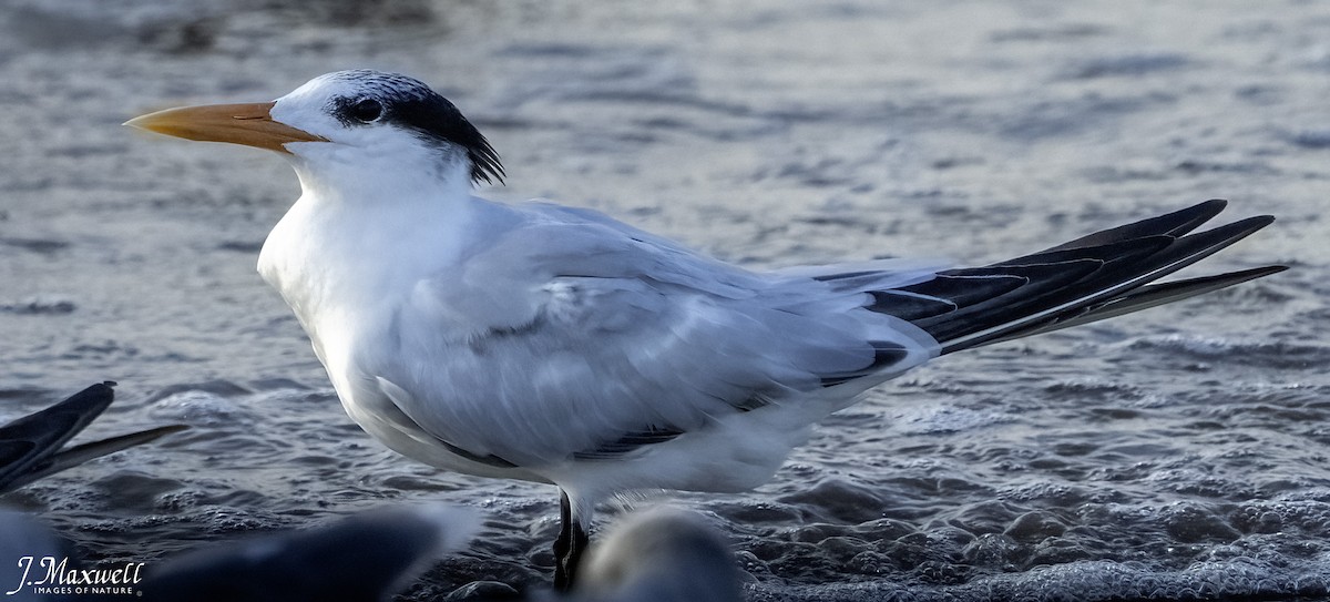 kongeterne - ML644292065