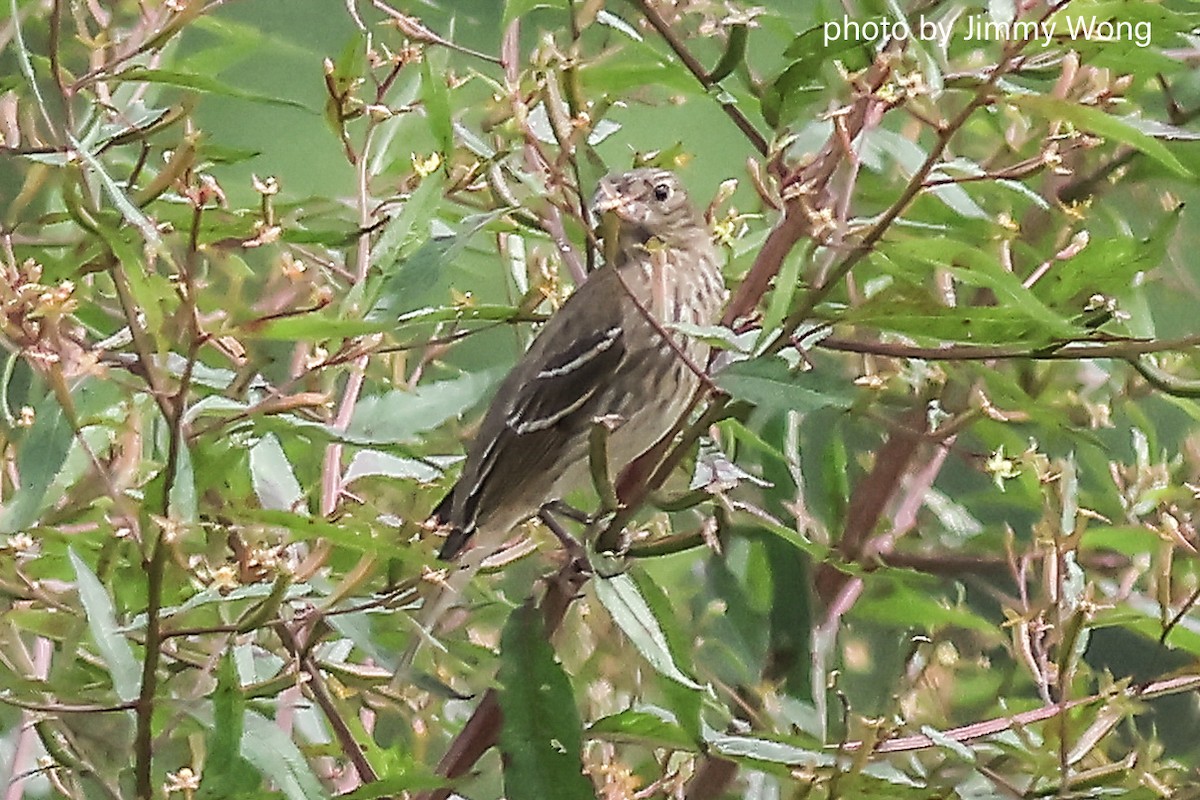 ורדית אירופית - ML644292066