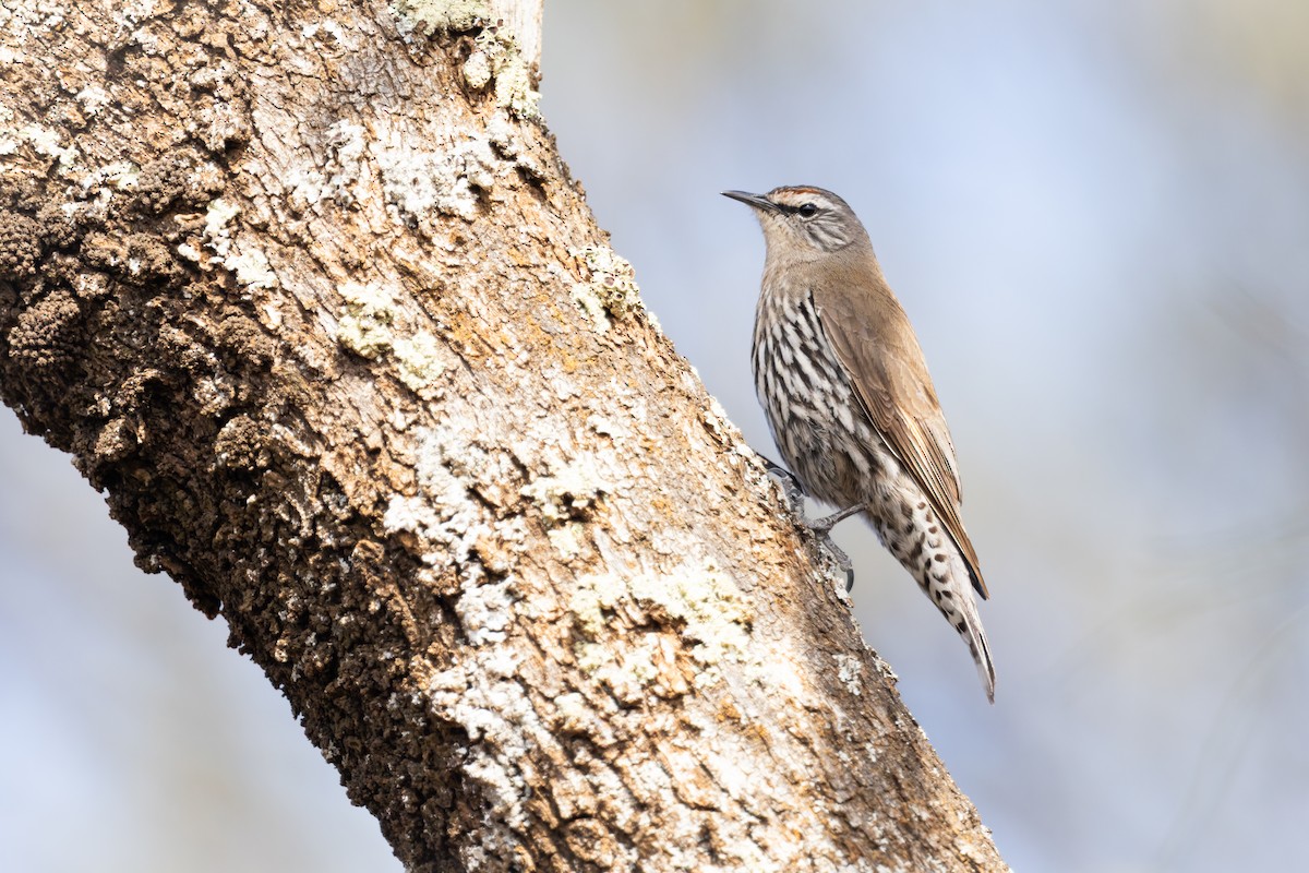 White-browed Treecreeper - ML644292072