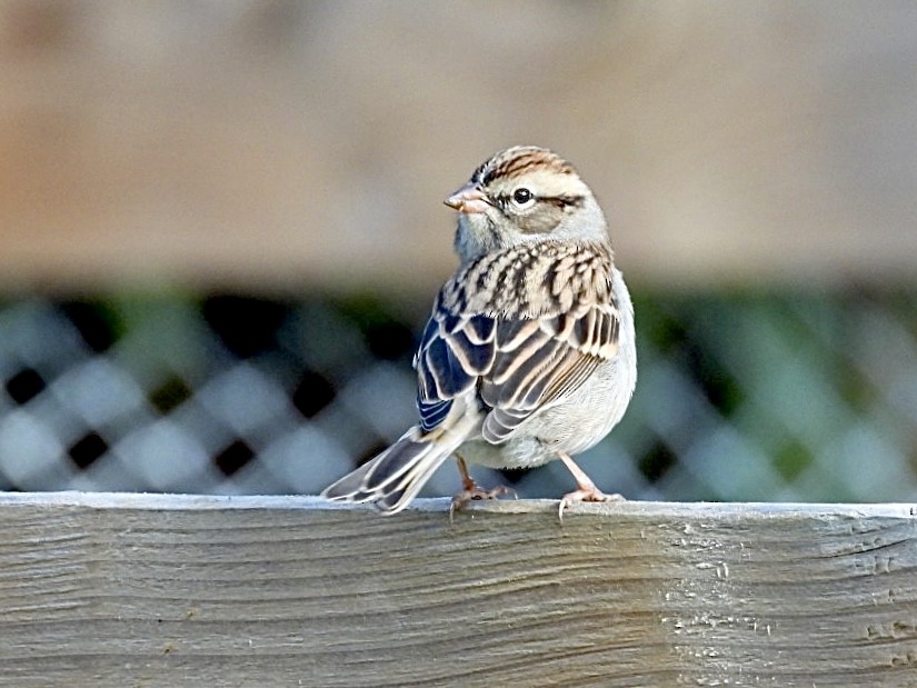 Chipping Sparrow - ML644292074