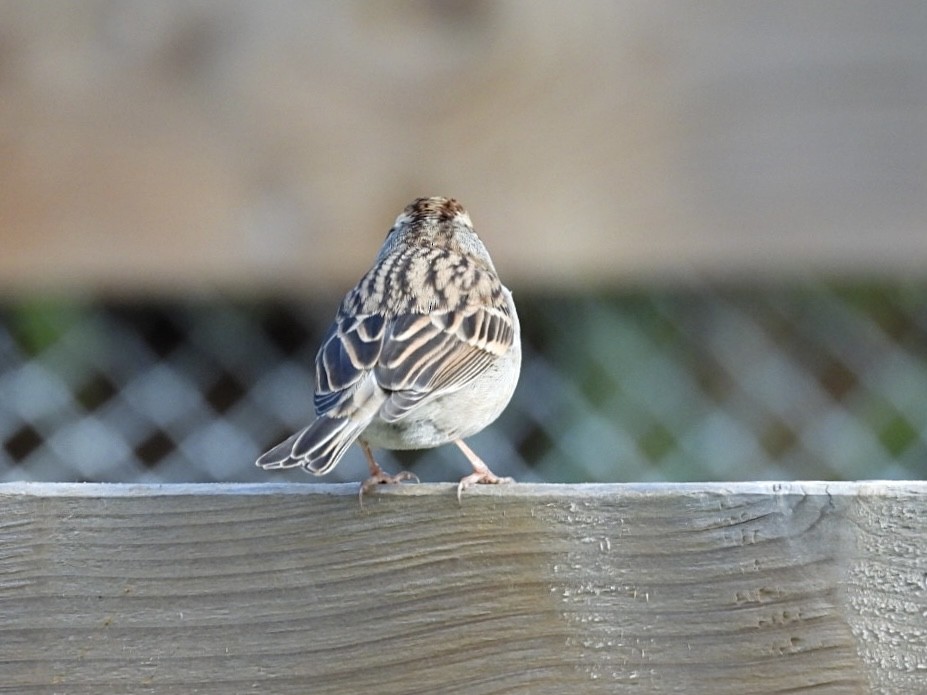 Chipping Sparrow - ML644292075