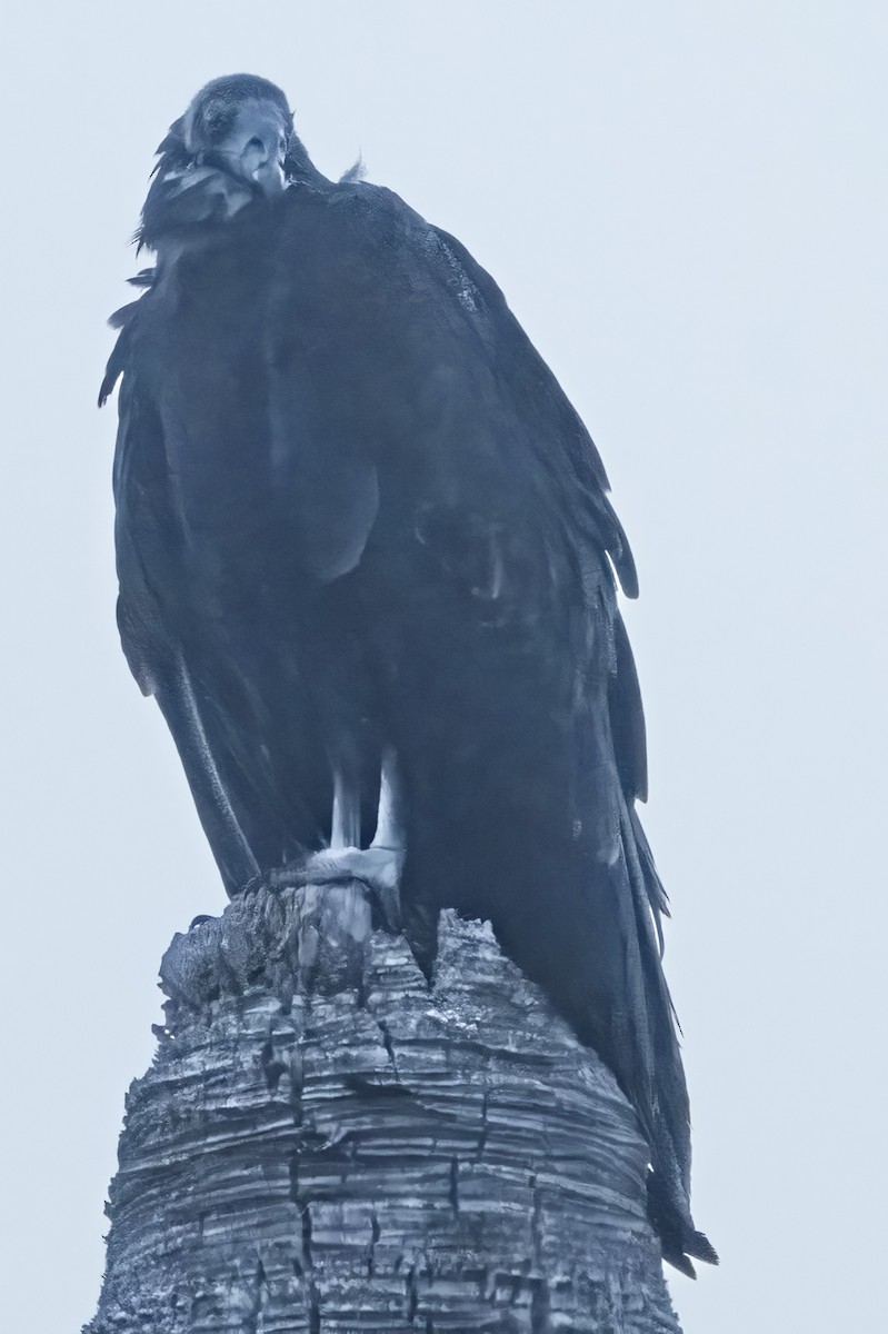 Black Vulture - ML644292076
