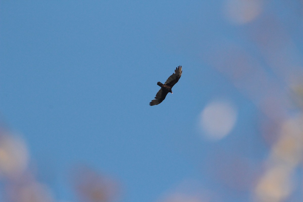 Aura Gallipavo - ML644292078