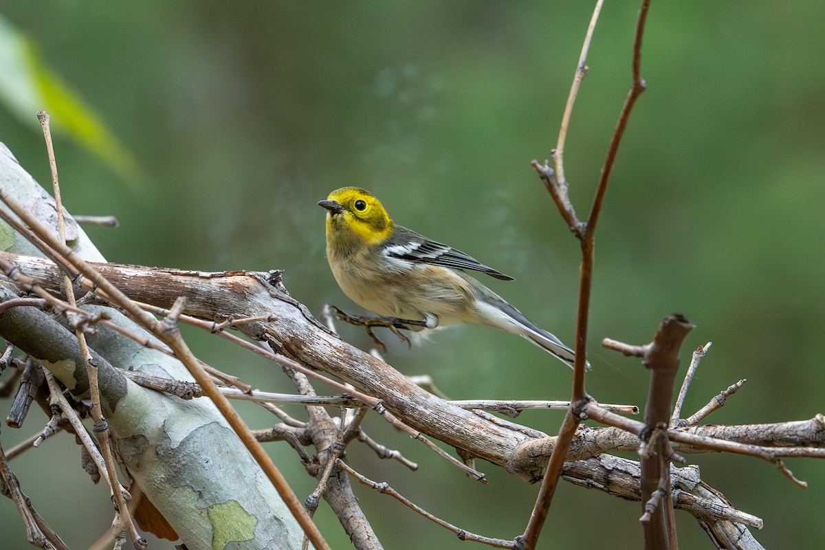 Hermit Warbler - ML644292081