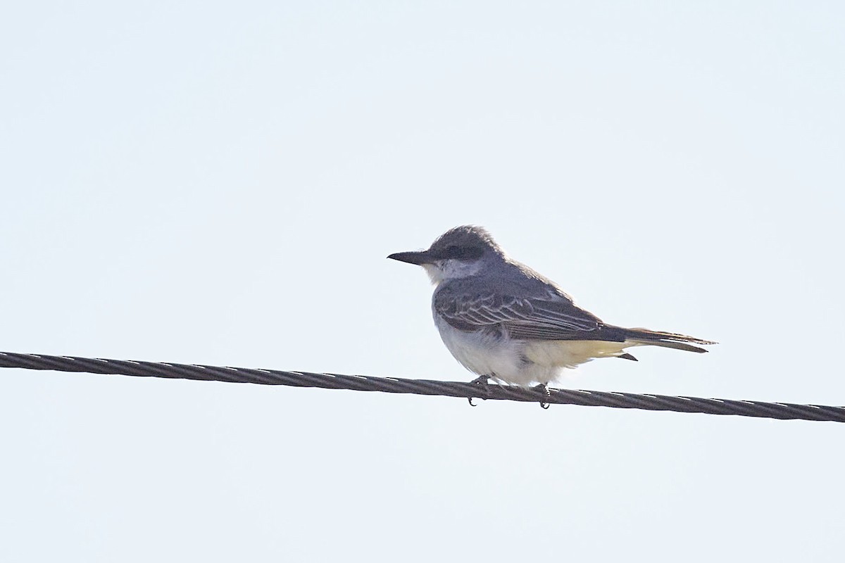 Gray Kingbird - ML644292083