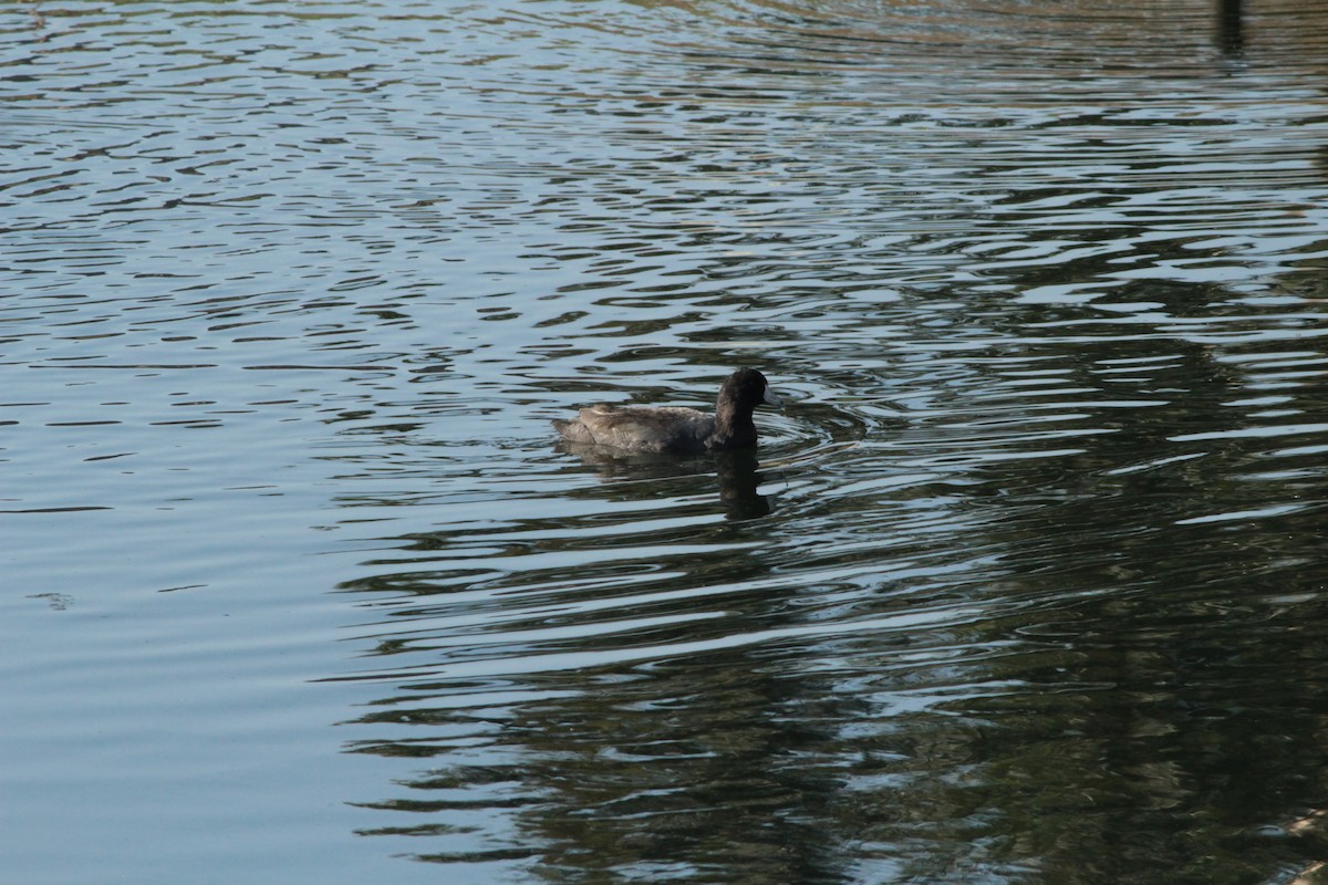 American Coot - ML644292086
