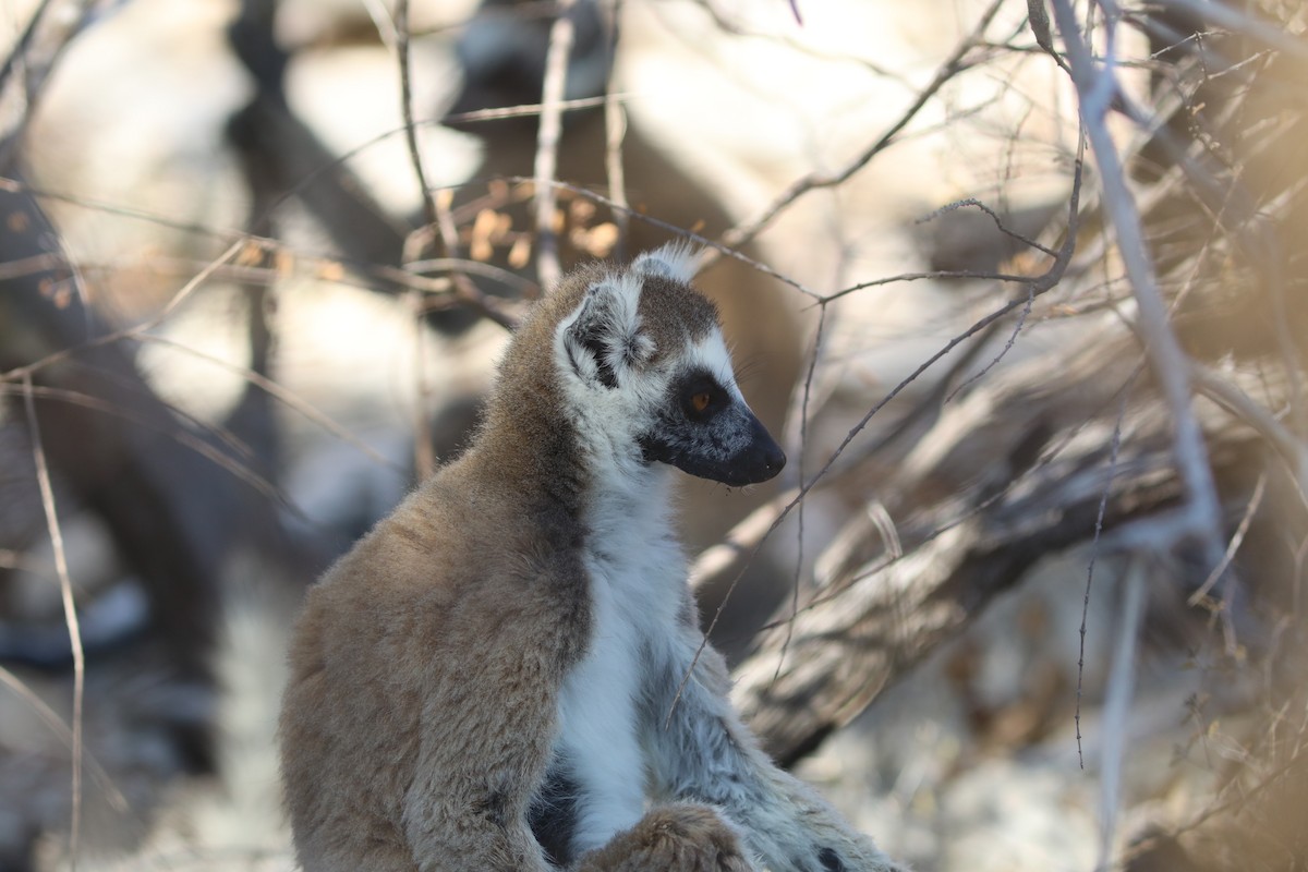 Ring-tailed Lemur - ML644292087