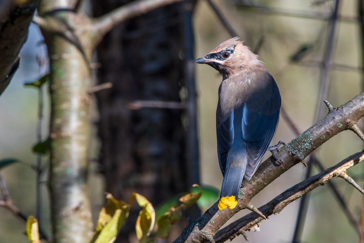 Cedar Waxwing - ML644292089