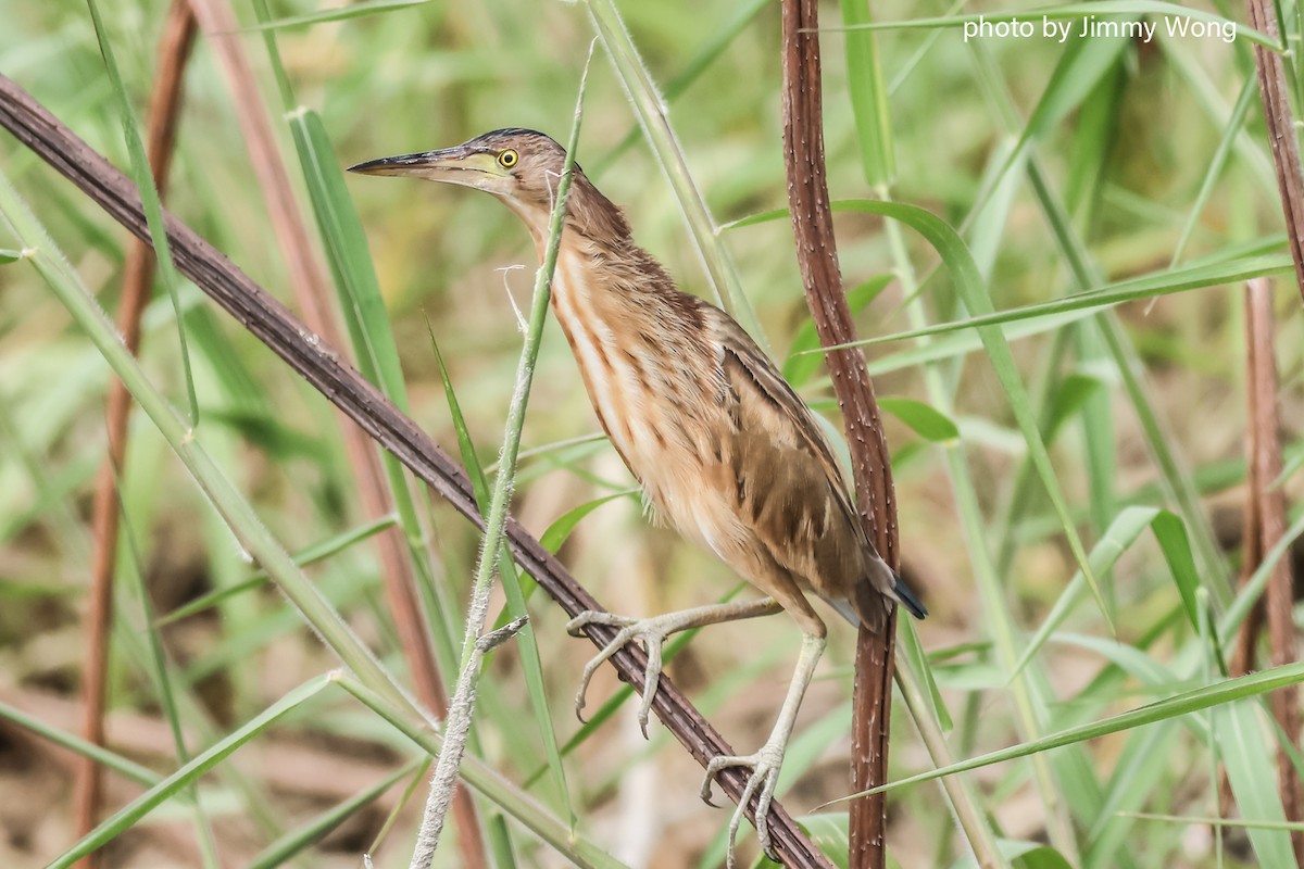 Yellow Bittern - ML644292093
