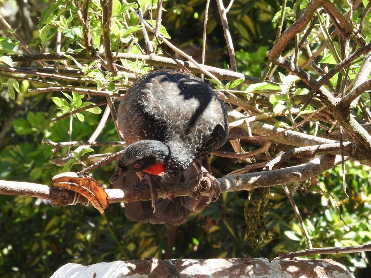 Pénélope yacouhou - ML644292101
