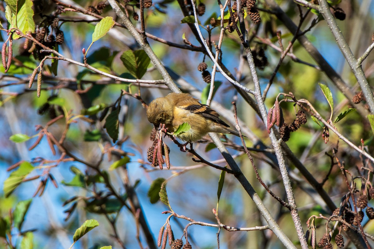 American Goldfinch - ML644292102