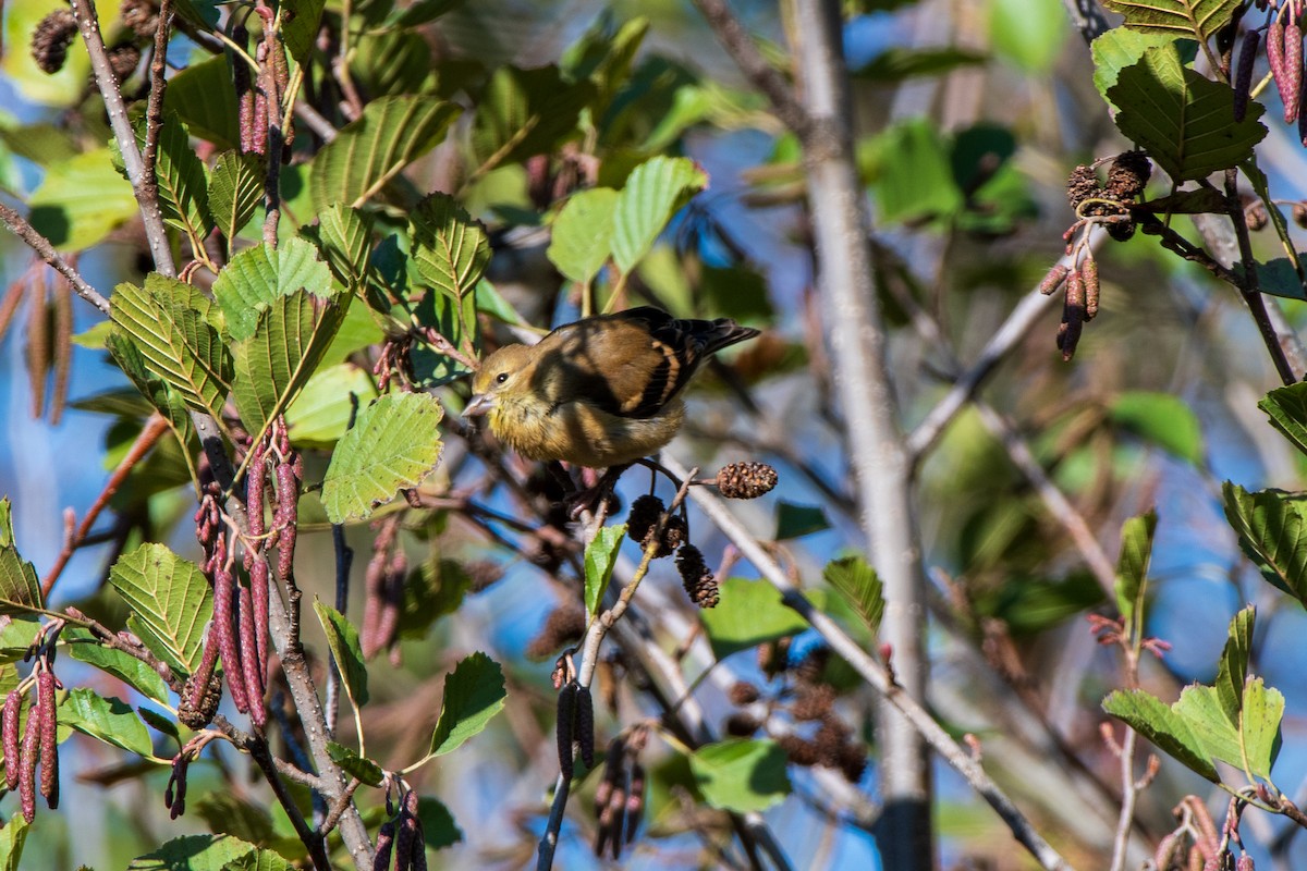 American Goldfinch - ML644292103