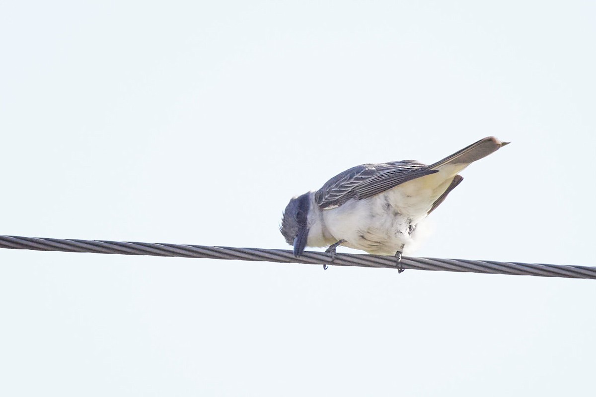 Gray Kingbird - ML644292104