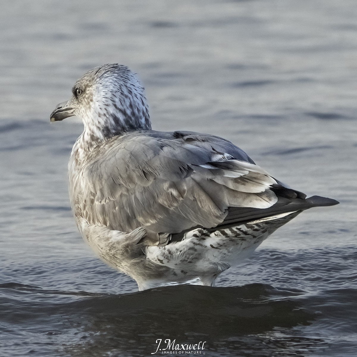 sildemåke - ML644292105