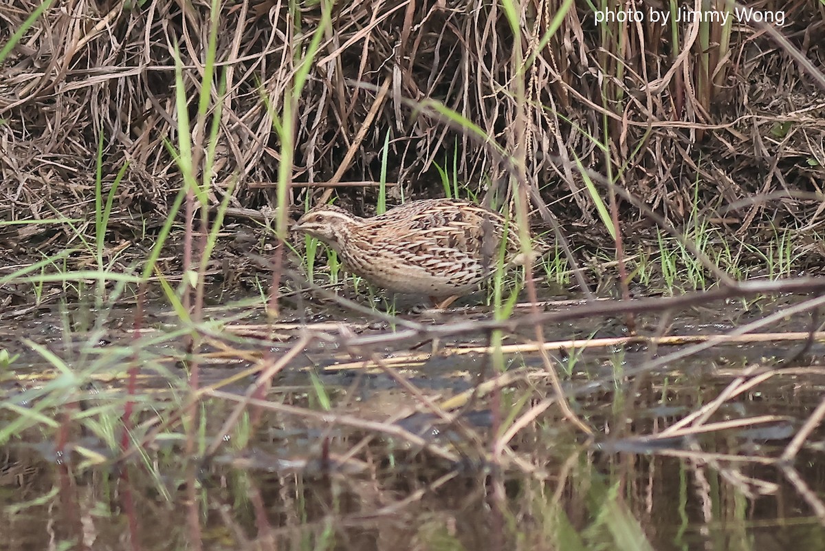 Galeper japoniarra - ML644292109