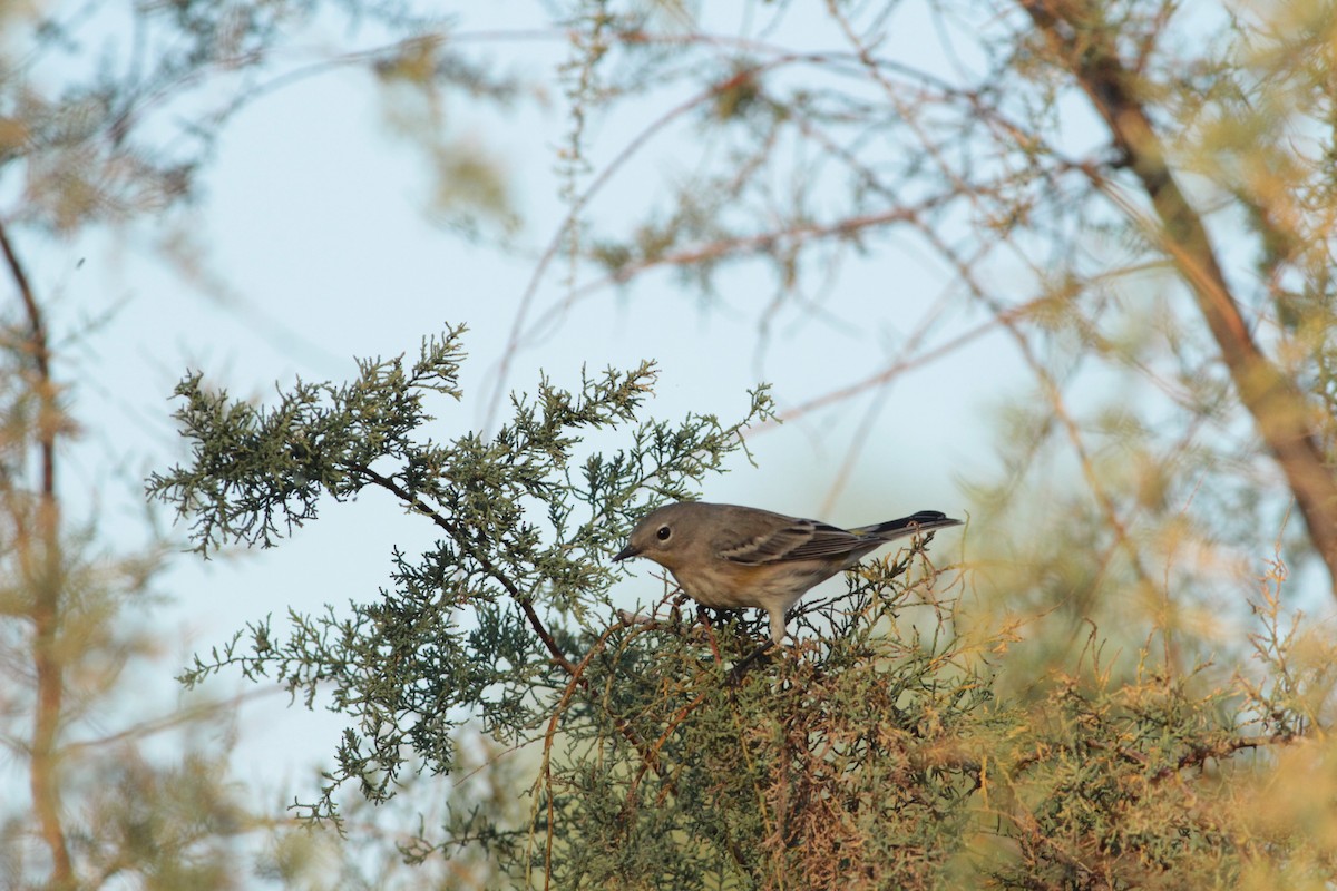 Yellow-rumped Warbler - ML644292110
