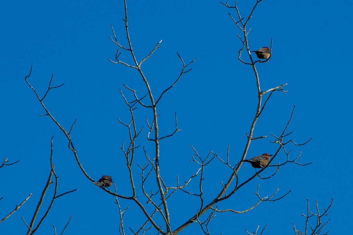 Rusty Blackbird - ML644292113