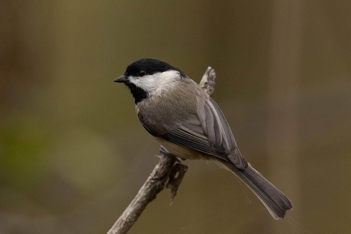 Каролинская гаичка - ML644292115