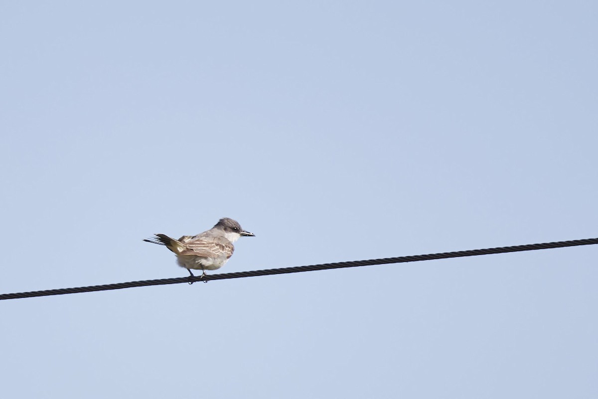 Gray Kingbird - ML644292116