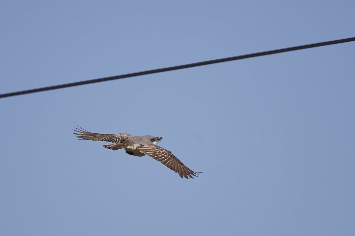 Gray Kingbird - ML644292128