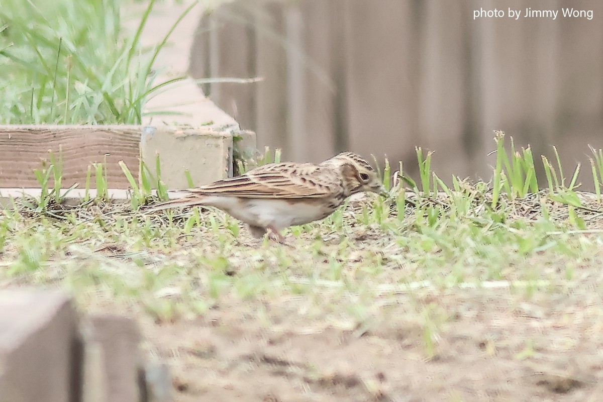 Eurasian Skylark - ML644292137