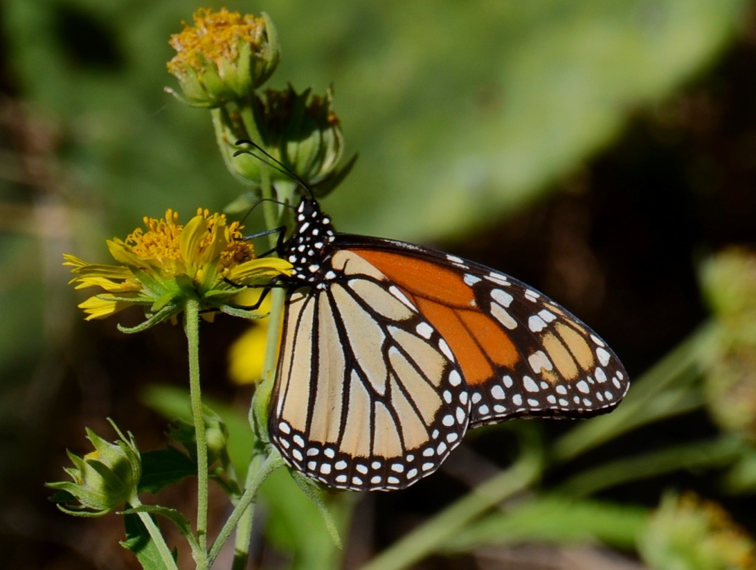 Monarch - ML644292138