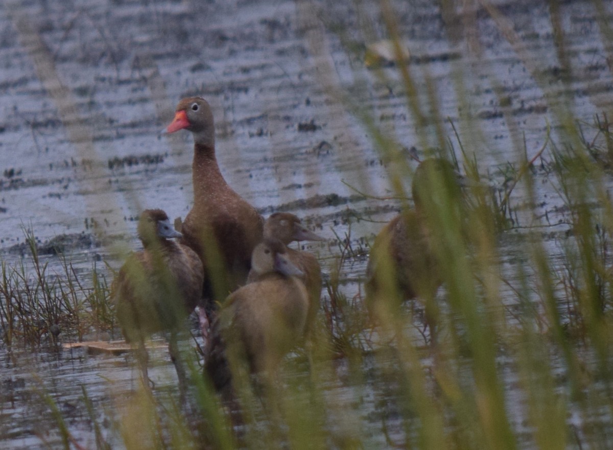 アカハシリュウキュウガモ - ML644292139