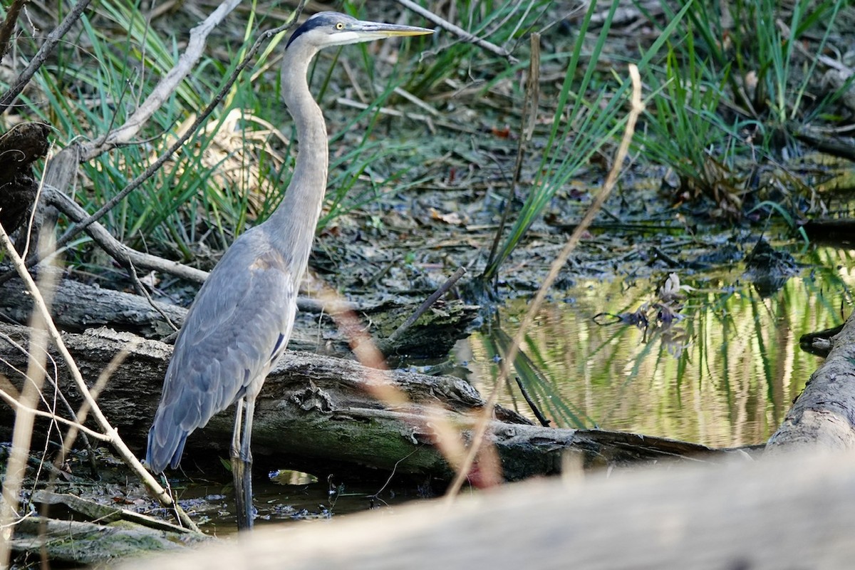 אנפה אמריקנית - ML644292144