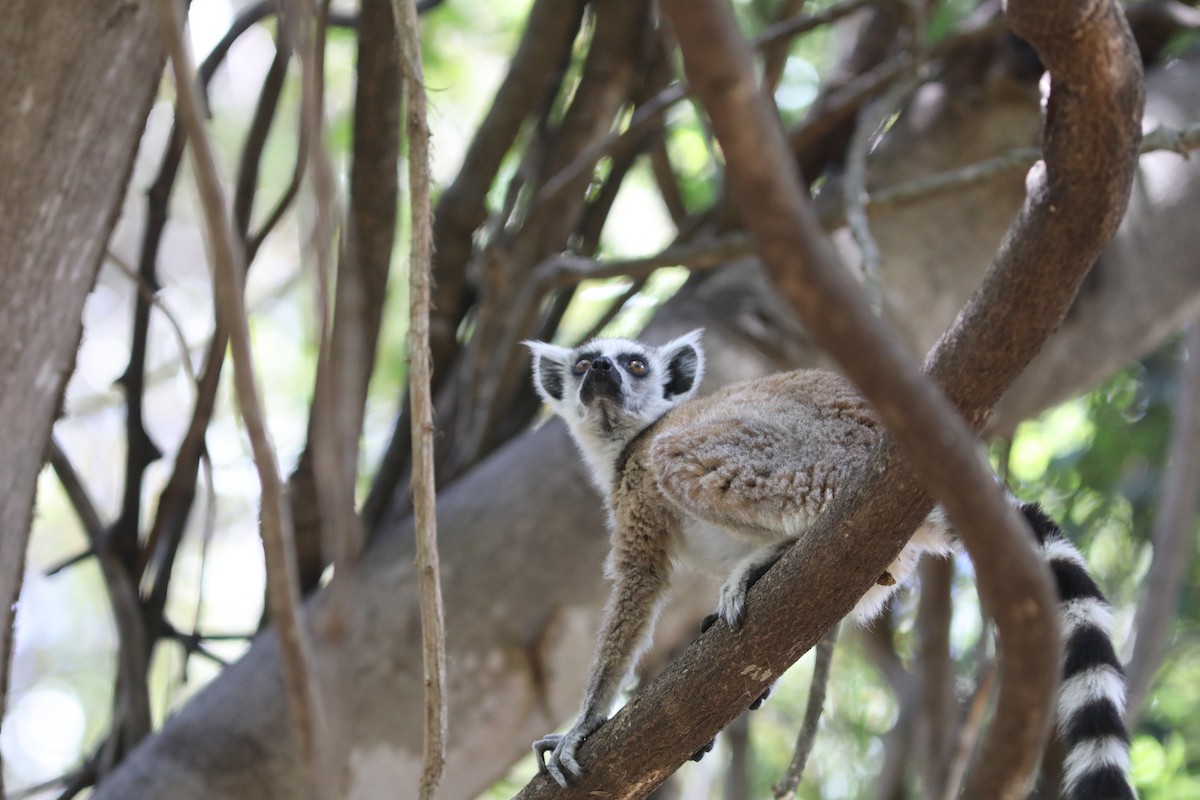 Ring-tailed Lemur - ML644292145