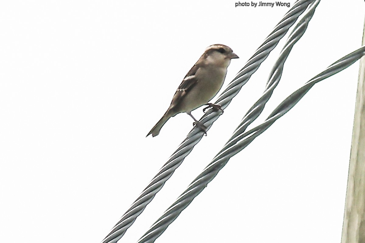 Russet Sparrow - ML644292148