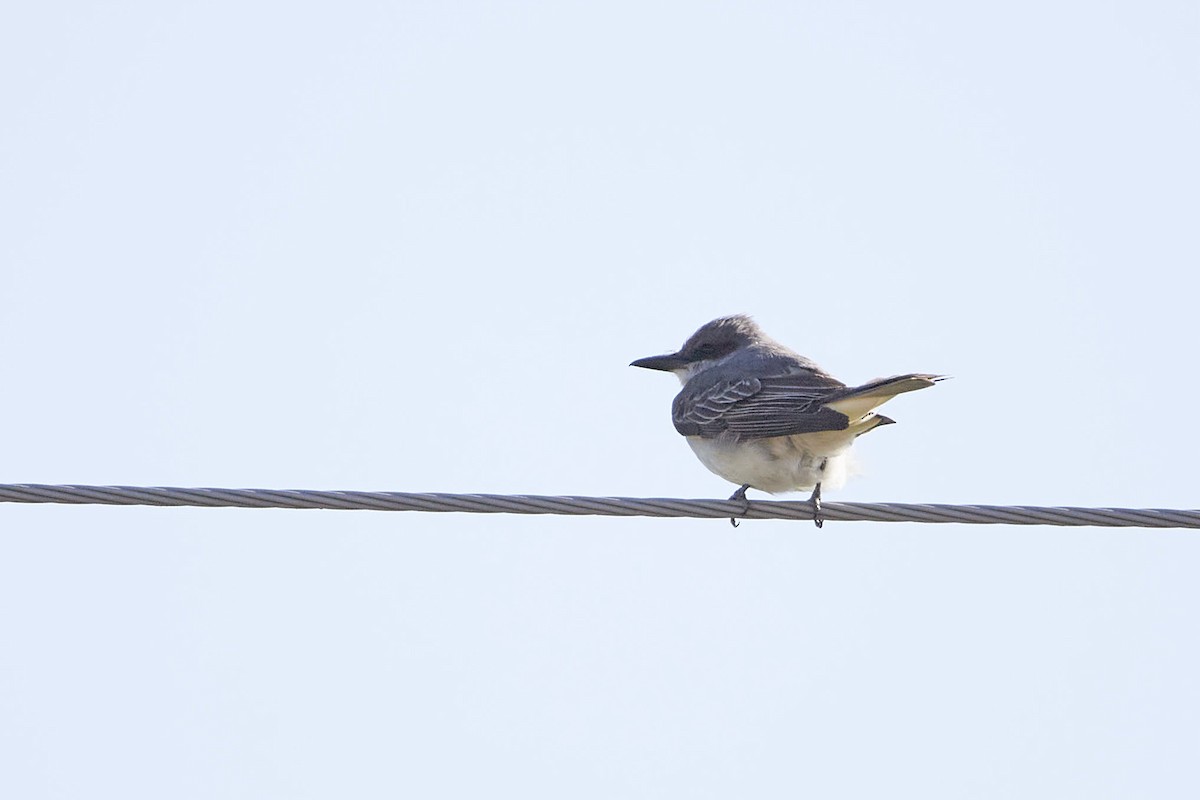Gray Kingbird - ML644292152