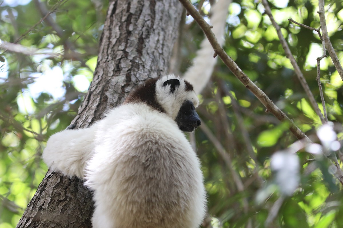 Verreaux's Sifaka - ML644292168