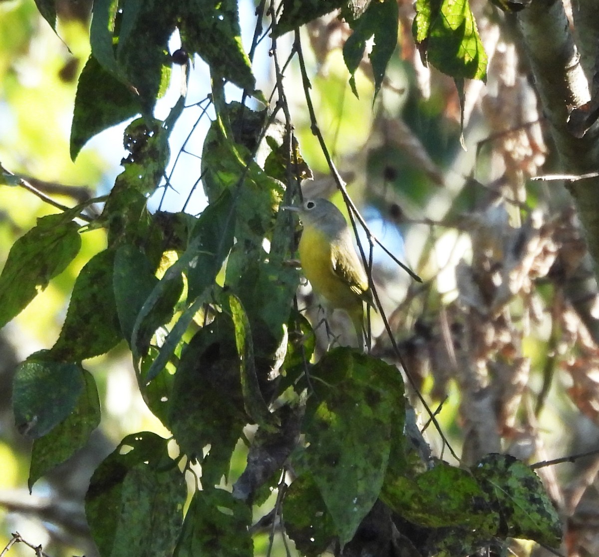 ズアカアメリカムシクイ - ML644292176