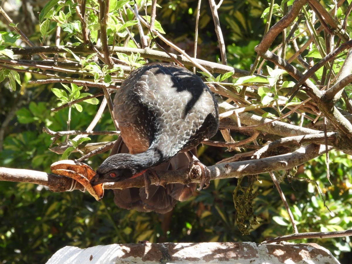 Pénélope yacouhou - ML644292192