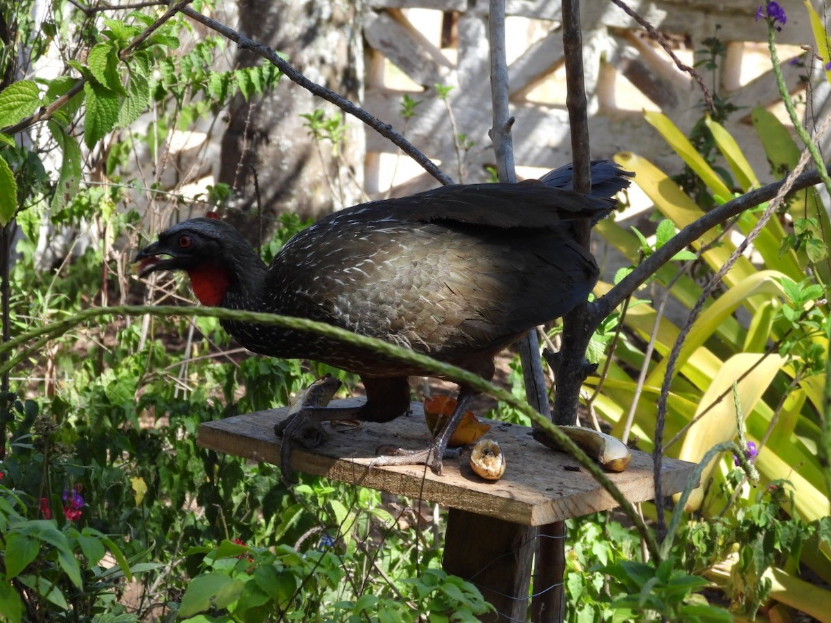 Pénélope yacouhou - ML644292193