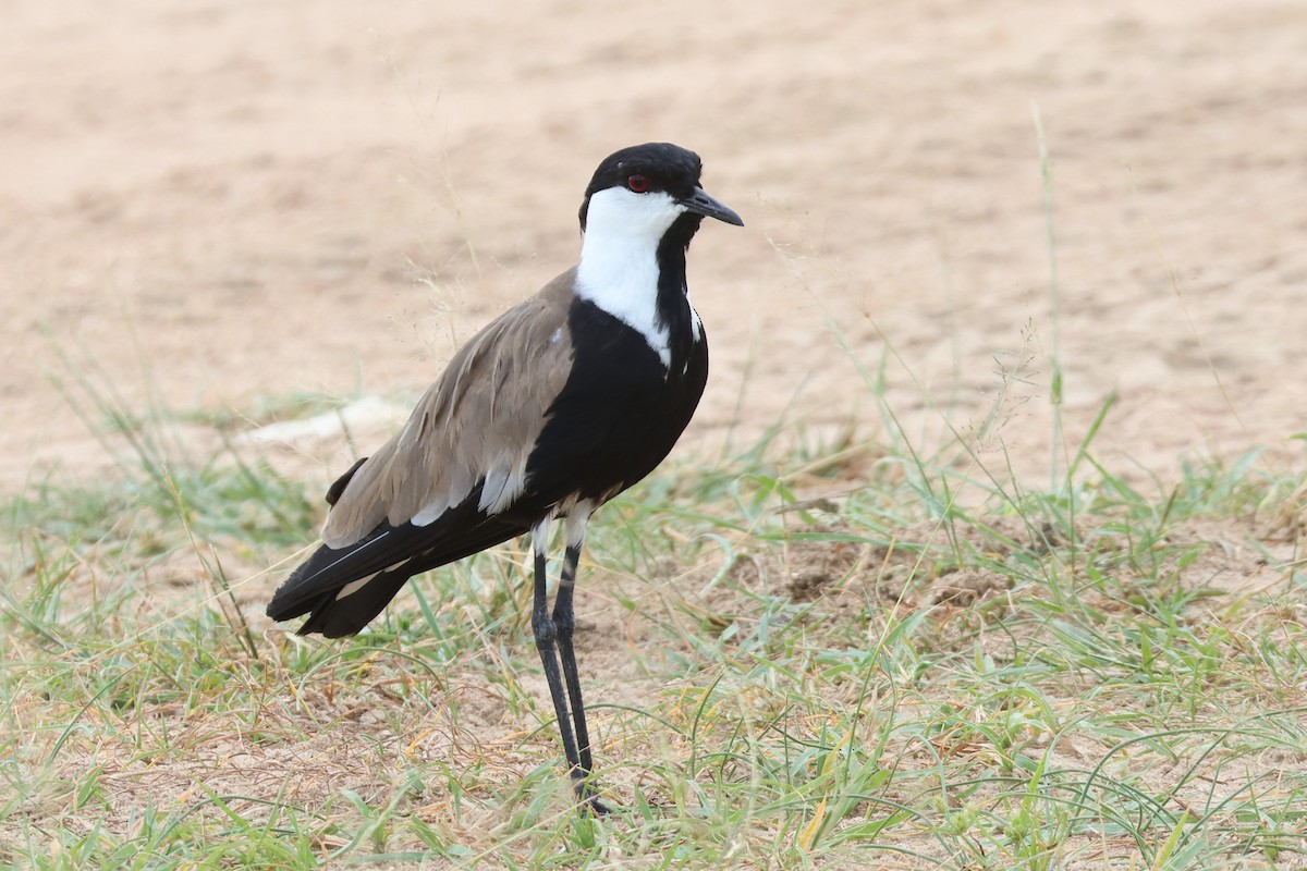 Vanneau à éperons - ML644292202