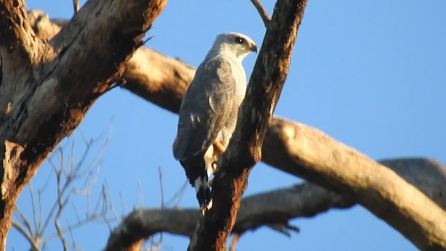 Gray-lined Hawk - ML644292216