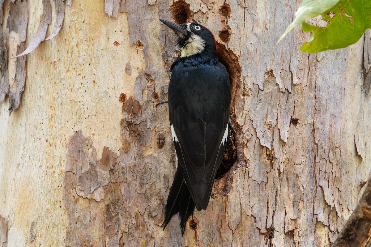 Acorn Woodpecker - ML644292228
