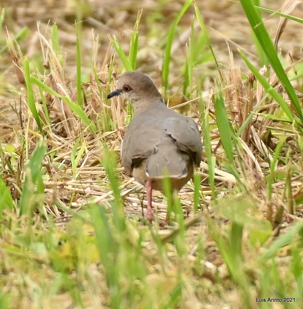 White-tipped Dove - ML644292233