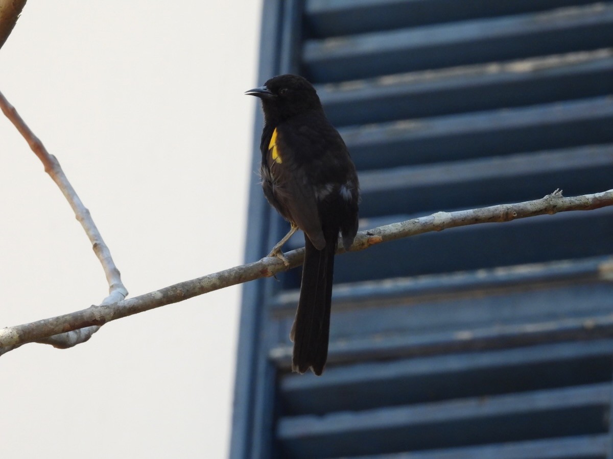 Variable Oriole - ML644292245
